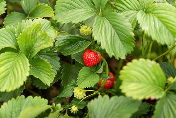 Strawberry patch with ripe berries