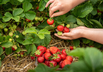 harvesting on a strawberry garden. Women's hands with strawberries
