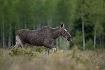 Naklejka na ściany i meble Moose walking in the forest meadow late in the evening