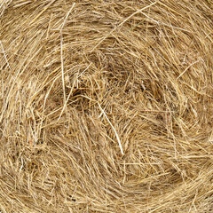 Dry grass straw background texture, Natural background of dry straw and hay. Square format