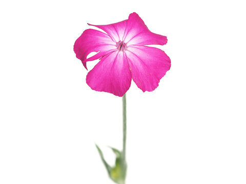 Single pink rose campion flower isolated on white