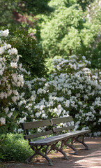 a bench made of wood standing in a park for relaxing among a blooming rhododendron