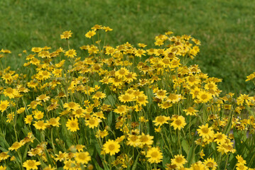 Arnica chamissonis