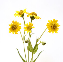Fototapeta premium Arnica chamissonis
