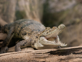 Crocodile with open mouth lies on an old log