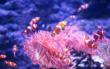 Concept - to be yourself, to be unique. A flock of standard clownfish and one colorful fish. On black background