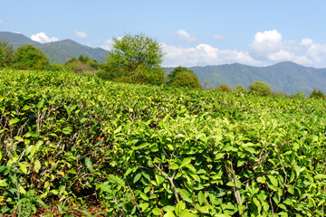 Fototapeta na wymiar Green tea bad and fresh leaves with sunlight, tea plantation natural background