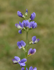 Shell dyer, Baptisia tinctoria