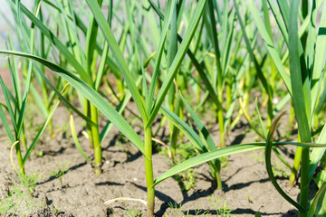 Green garlic cultivation, a number of plants growing in the field, close-up. Selective focus