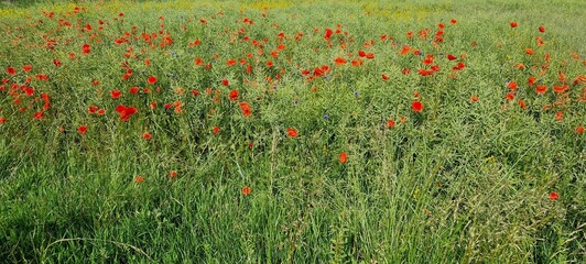 field of poppies