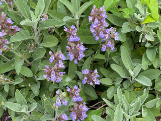 Sage, Salvia officinalis