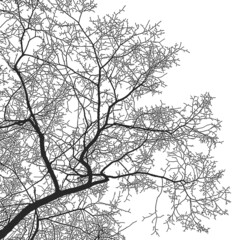 Silhouette of tree branches on a white background. Realistic black and white illustration of elm branches.