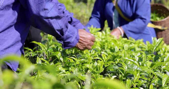 Farmer akha picking green tea leaves on the mountain farmland 4k video