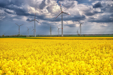 Rapsbl&uuml;te in Ostfriesland