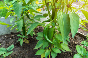 Close up green bell pepper or sweet pepper growth in field plant agriculture farm.