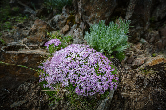 View of tender small mountain violet flowers in nature background