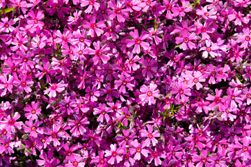 Natural carpet of raspberry phlox subulate