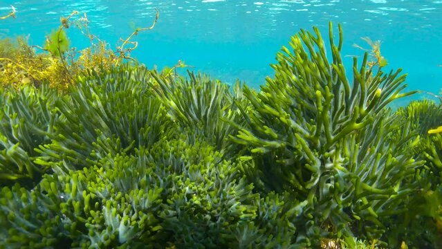 Velvet horn seaweeds, green algae Codium tomentosum underwater in the ocean, Atlantic, Spain