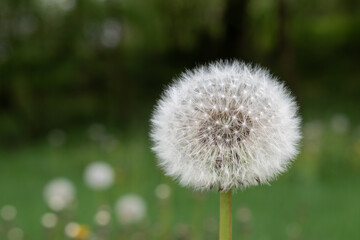 Dandelion head close up, wildflower with seeds