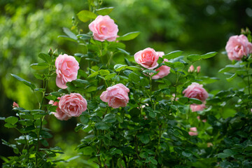Fototapeta różowe róże na krzaku w ogrodzie pełnym zieleni obraz