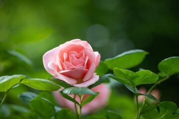Obraz premium różowe róże na krzaku w ogrodzie pełnym zieleni