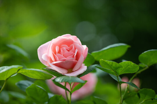różowe róże na krzaku w ogrodzie pełnym zieleni © meegi