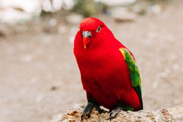 Eclectus parrot, eclectus roratus sitting on a tree branch