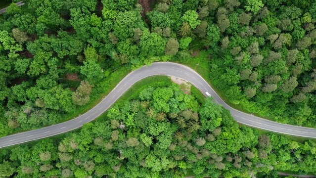 Aerials steady footage of white cars driving on curvy mountain road in the green forest