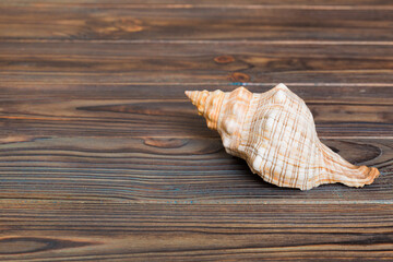Beach seashells on colored background. Mock up with copy space