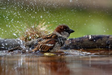 House Sparrow, male bathes in the water of a bird watering hole. He sprays water. Backlight....