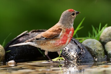 Linnet, Carduelis cannabina, male stands in the water of a bird's watering hole. Czechia. Europe. 