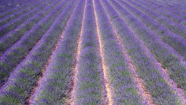 Flug &uuml;ber ein bl&uuml;hendes Lavendelfeld (Lavandula angustifolia), Sommer, blauer Himmel, Landstra&szlig;e mit Autoverkehr, Valensole, D&eacute;partement Alpes-de-Haute-Provence, Provence Alpen C&ocirc;te d&rsquo;Azur, Frankreich
