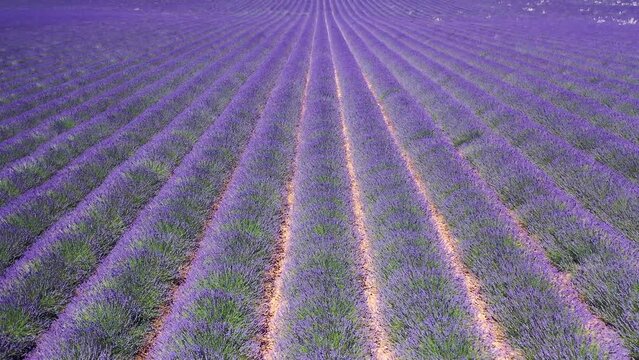 Flug &uuml;ber ein bl&uuml;hendes Lavendelfeld (Lavandula angustifolia), Sommer, blauer Himmel, Landstra&szlig;e mit Autoverkehr, Valensole, D&eacute;partement Alpes-de-Haute-Provence, Provence Alpen C&ocirc;te d&rsquo;Azur, Frankreich