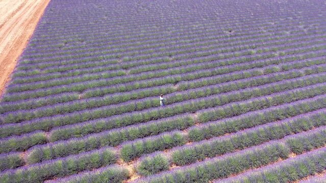Flug &uuml;ber ein bl&uuml;hendes Lavendelfeld (Lavandula angustifolia), Sommer, blauer Himmel, Landstra&szlig;e mit Autoverkehr, Valensole, D&eacute;partement Alpes-de-Haute-Provence, Provence Alpen C&ocirc;te d&rsquo;Azur, Frankreich