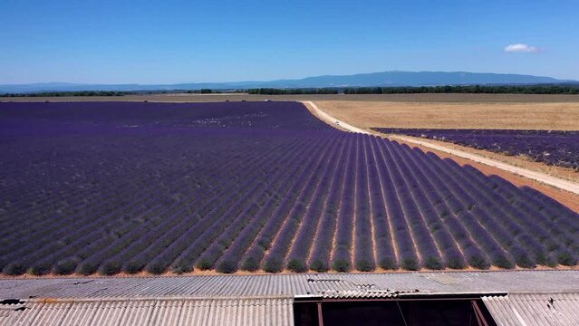 Flug &uuml;ber ein bl&uuml;hendes Lavendelfeld (Lavandula angustifolia), Sommer, blauer Himmel, Landstra&szlig;e mit Autoverkehr, Valensole, D&eacute;partement Alpes-de-Haute-Provence, Provence Alpen C&ocirc;te d&rsquo;Azur, Frankreich
