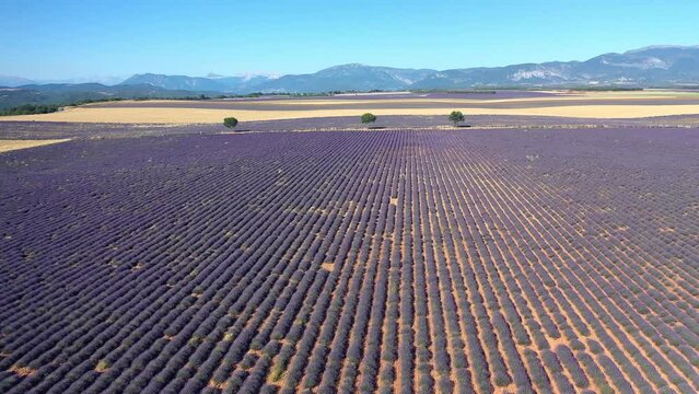 Flug &uuml;ber ein bl&uuml;hendes Lavendelfeld (Lavandula angustifolia), Sommer, blauer Himmel, Landstra&szlig;e mit Autoverkehr, Valensole, D&eacute;partement Alpes-de-Haute-Provence, Provence Alpen C&ocirc;te d&rsquo;Azur, Frankreich