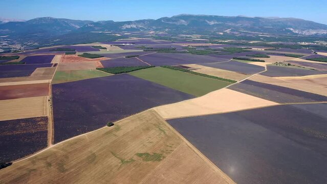 Flug &uuml;ber ein bl&uuml;hendes Lavendelfeld (Lavandula angustifolia), Sommer, blauer Himmel, Landstra&szlig;e mit Autoverkehr, Valensole, D&eacute;partement Alpes-de-Haute-Provence, Provence Alpen C&ocirc;te d&rsquo;Azur, Frankreich