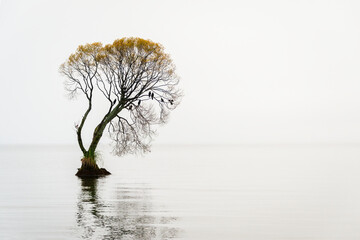 Birds perched on an autumn tree in Lake Taupo.