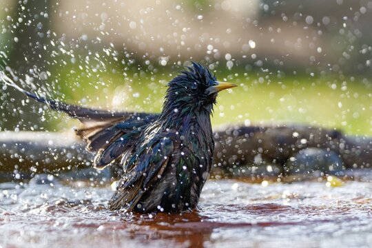 The starling bathes in the water of a bird watering hole. He sprays water. Backlight. Czechia. Europe. 