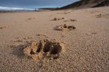 Dog paw prints on the sand