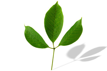 Rubber tree leaf on white background with clipping path