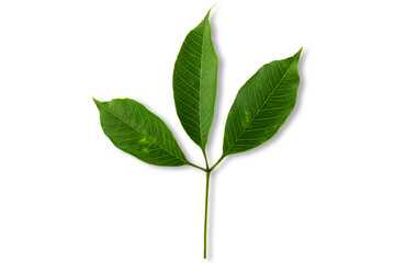 Rubber tree leaf on white background with clipping path