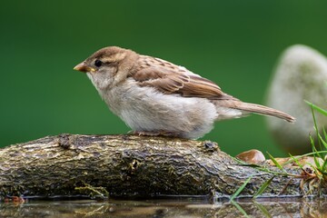 Young house sparrow sitting on a stick near a bird watering hole. He sprays water. Backlight. Czechia. Europe. 