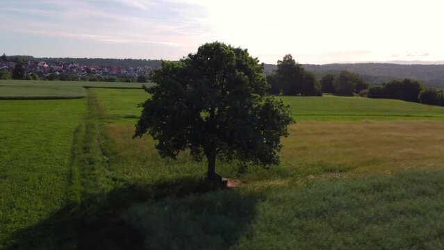 Aerial drone footage of circling around lonely tree in the countryside at sunrise