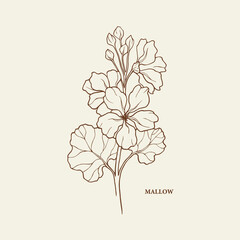 Hand drawn mallow flower branch illustration © Maria
