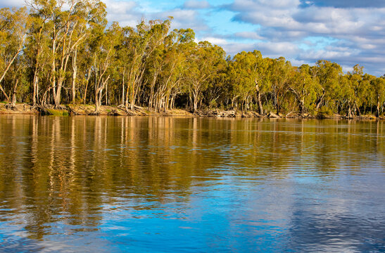 Gum trees on the banks of the Murray River, bordering Victoria and New South Wales, Australia 