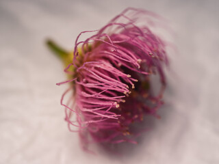 Gum flower