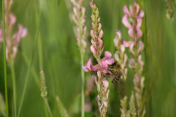 Close up of a bee pollinating a common sainfoin