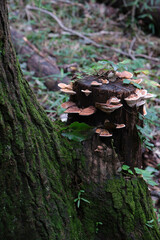 森に生えたキノコ