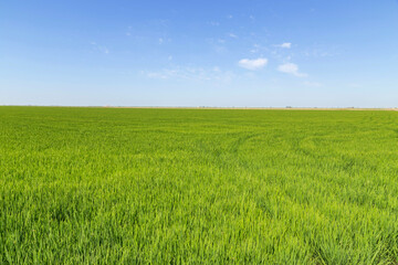 Green rice plantation